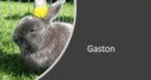 Gaston le lapin d'OLGA