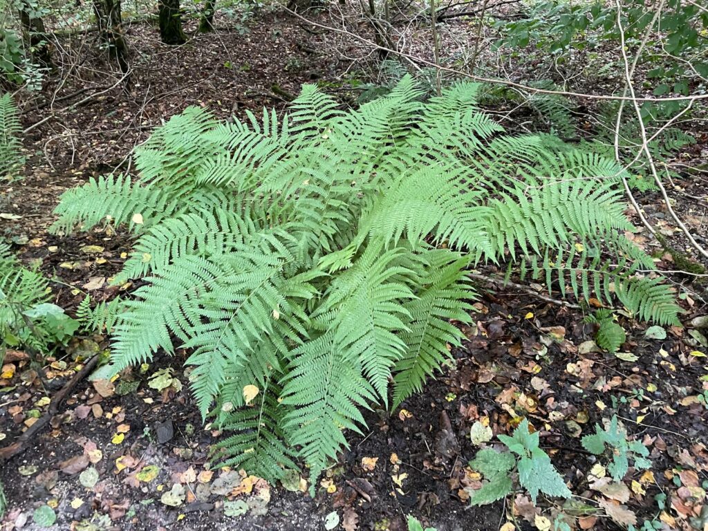 Une belle journée au parc Chlorophylle